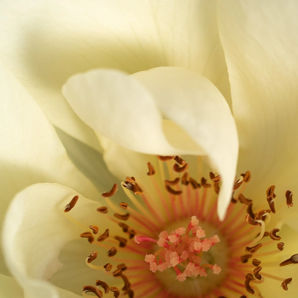 品種名COMING SOON